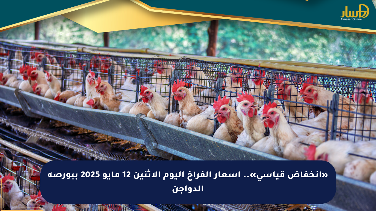 «انخفاض قياسي».. أسعار الفراخ اليوم الاثنين 12 مايو 2025 ببورصة الدواجن